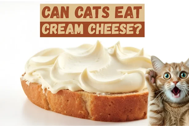 can cats eat cream cheese