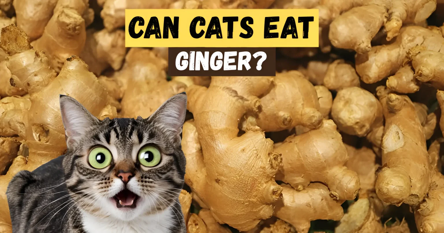 can cats eat ginger