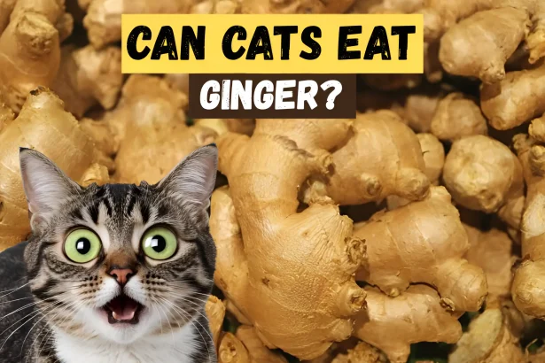 can cats eat ginger