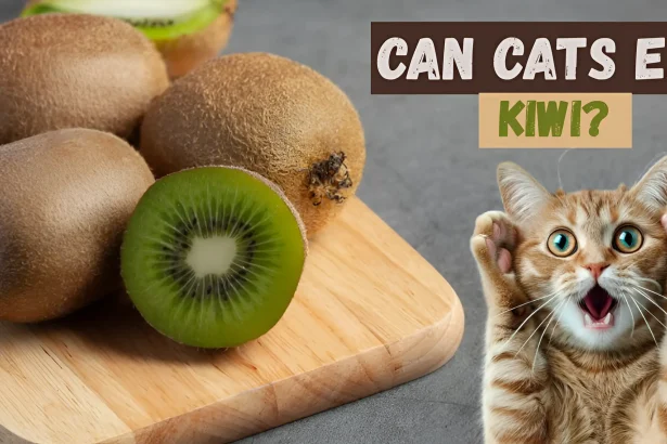 can cats eat kiwi