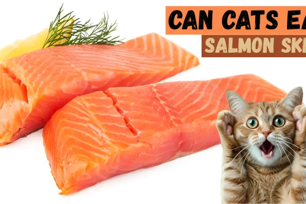 can cats eat salmon skin