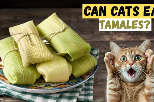 can cats eat tamales