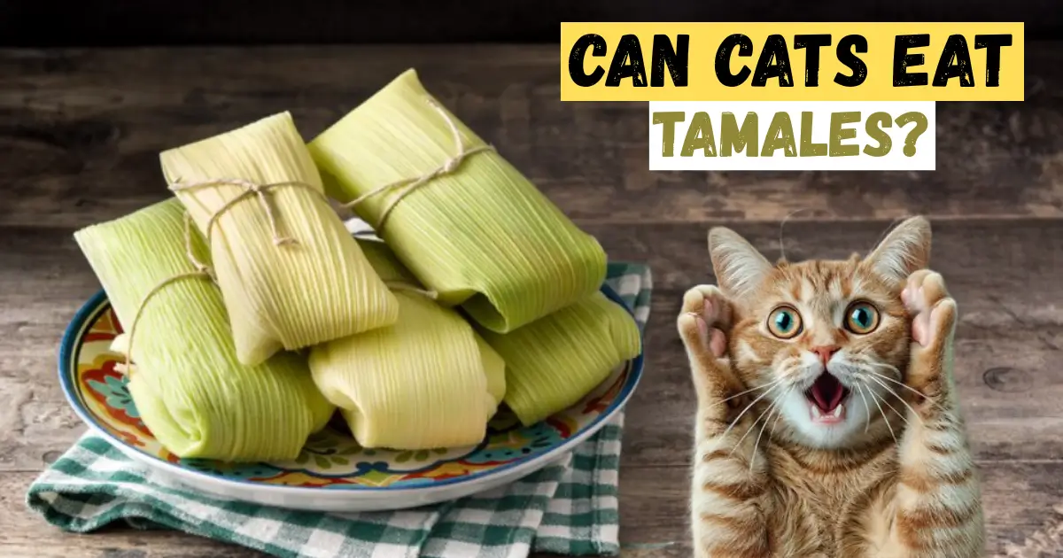 can cats eat tamales