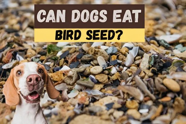 can dogs eat bird seed