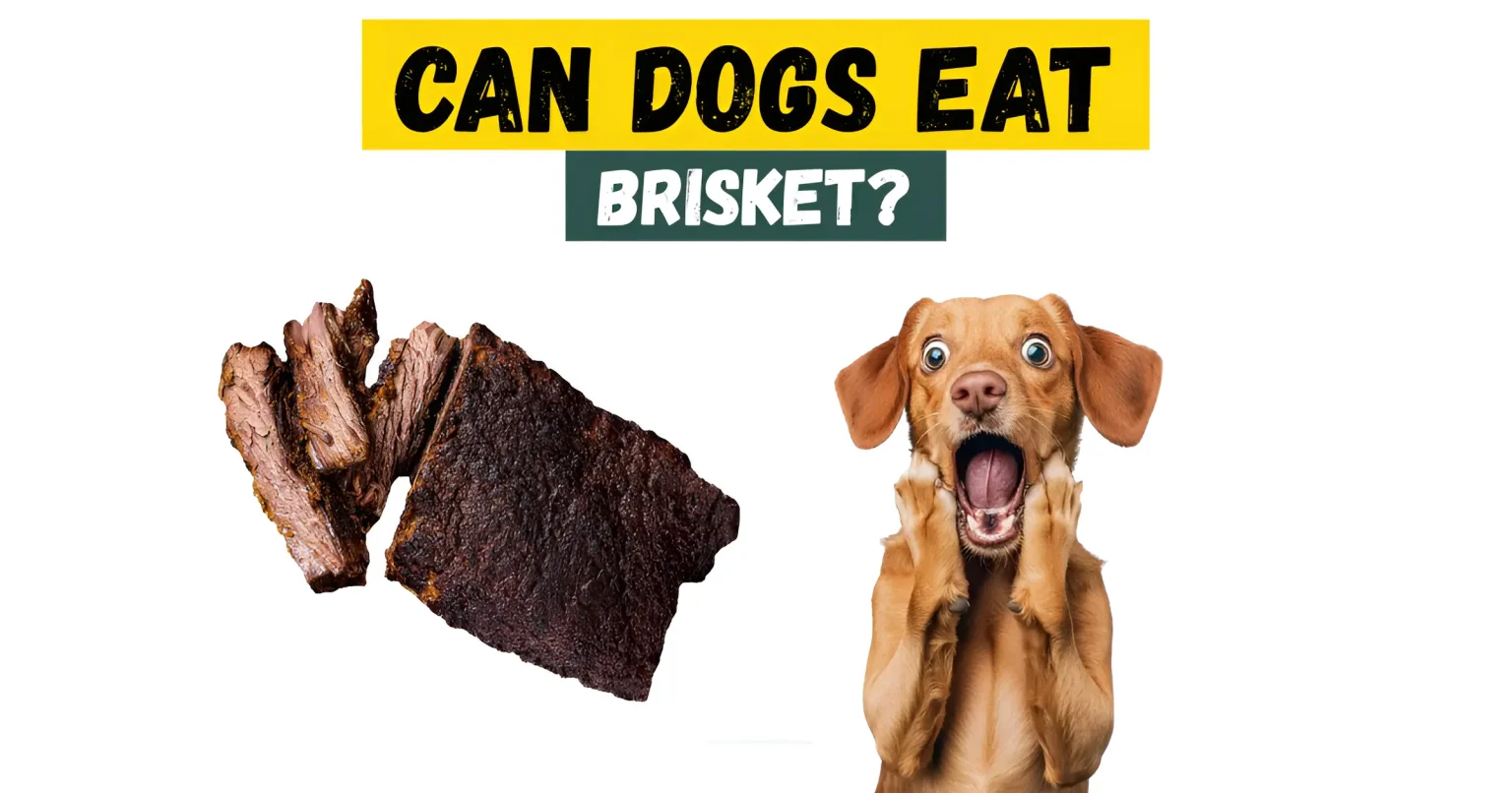 can dogs eat brisket