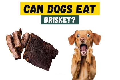 can dogs eat brisket