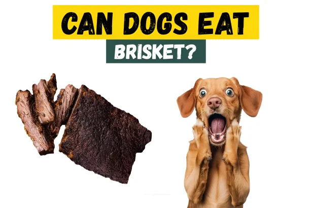 can dogs eat brisket