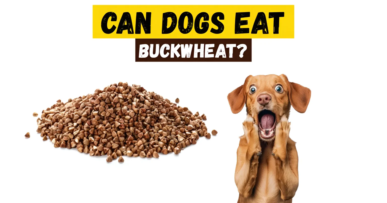 can dogs eat buckwheat