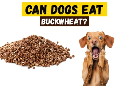 can dogs eat buckwheat