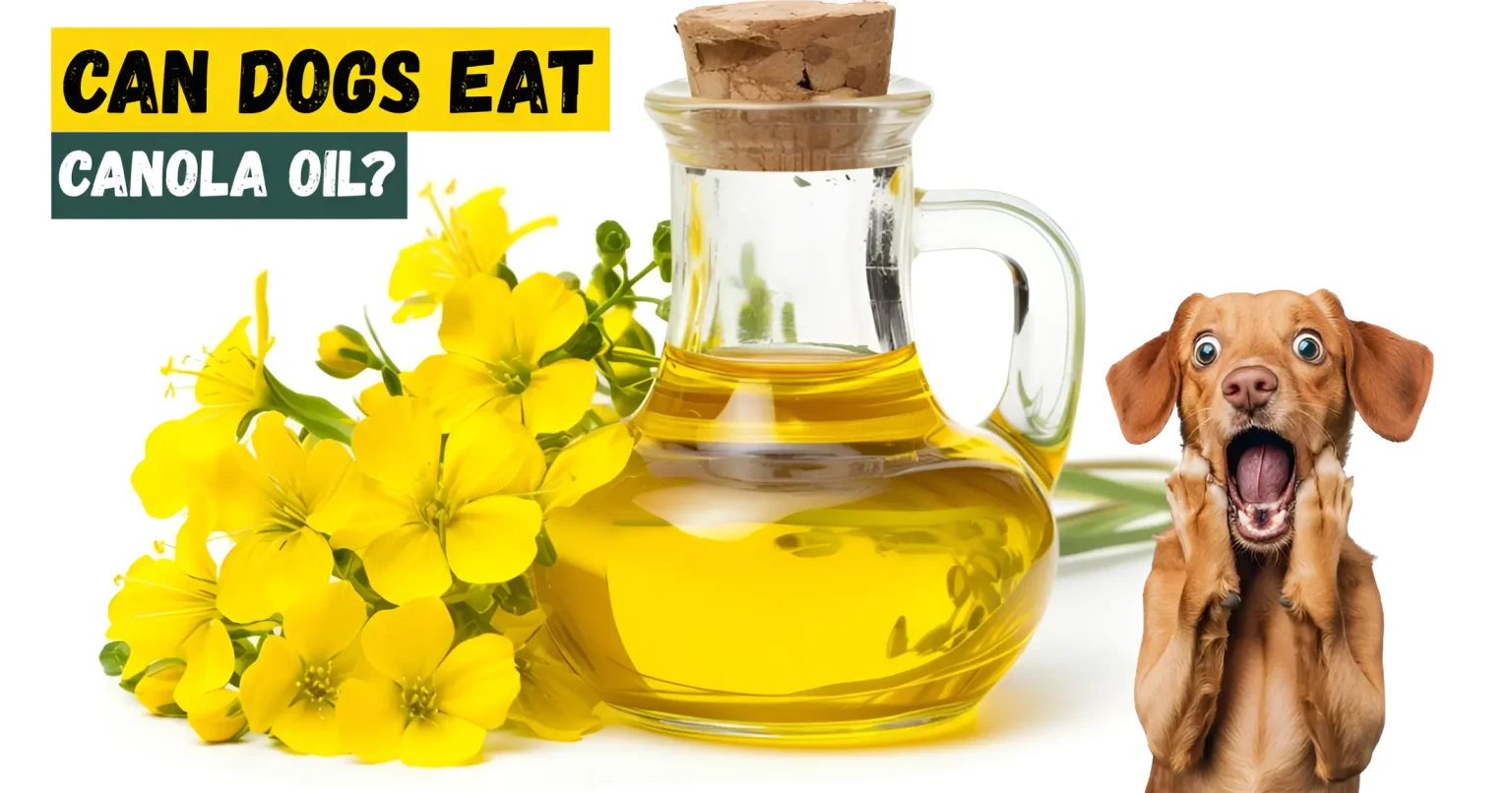 can dogs eat canola oil