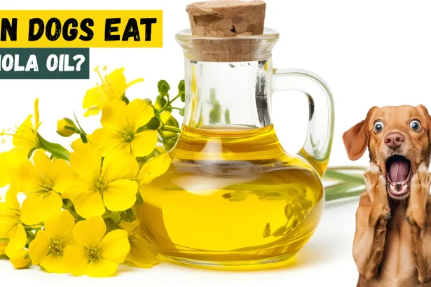 can dogs eat canola oil
