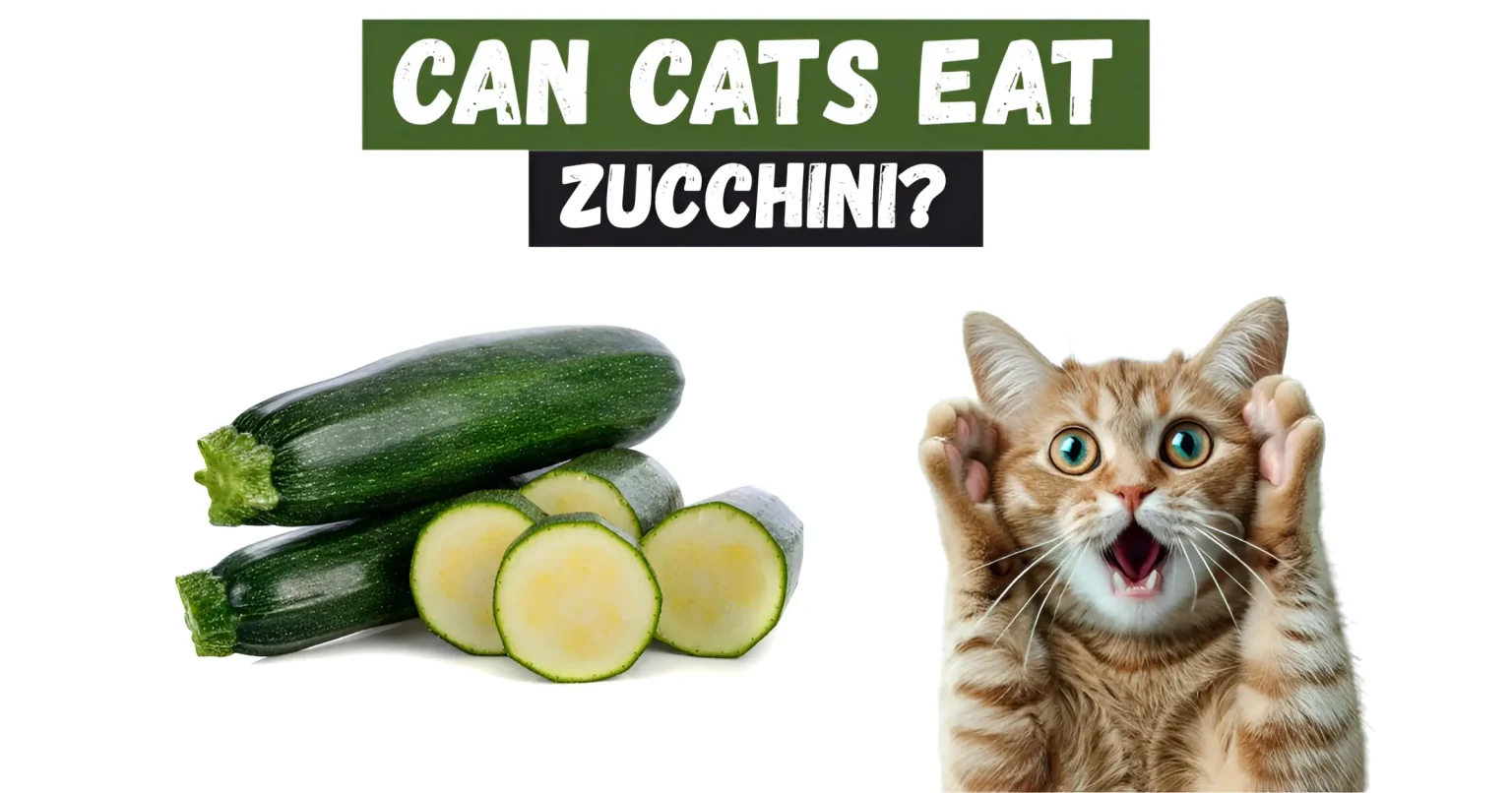 can cats eat zucchini