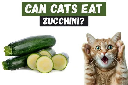 can cats eat zucchini
